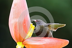 Grenada Race Bananaquit sitting on banana flower, Grenada island, Grenada