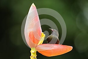 Grenada Race Bananaquit sitting on banana flower, Grenada island, Grenada