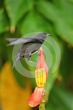 Grenada Race Bananaquit sitting on banana flower, Grenada island, Grenada