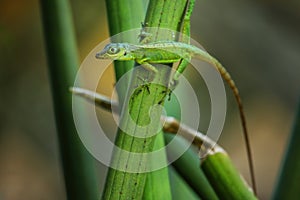 Grenada tree anole sitting on a plant, Grenada