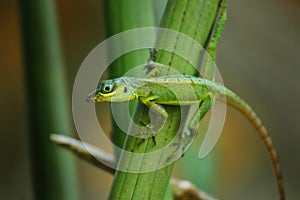 Grenada tree anole sitting on a plant, Grenada