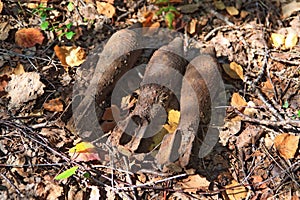 Grenade launcher mine