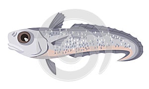 Grenadier macruronus on white background, seafood