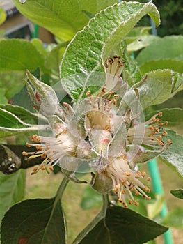 GRENADIER' SELF-FERTILE Apple tree budd blossom flower fruit tree