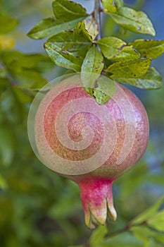 Grenadine on the tree