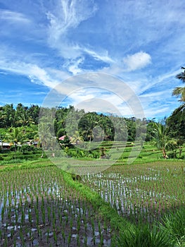 Grenny Rice field View