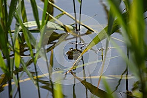 Grenouille verte dans les roseaux