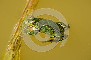 GRENOUILLE VERTE rana esculenta