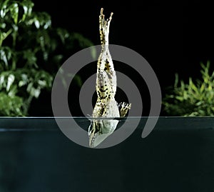 GRENOUILLE VERTE rana esculenta