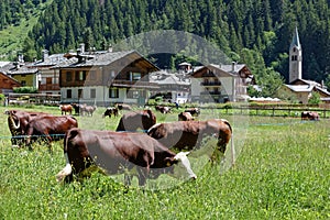 Gressoney, Aosta Valley, cows in a grass field