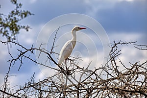 gret tropical bird in top of a dry tree