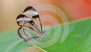 Greta Oto butterfly resting on a green leaf photo