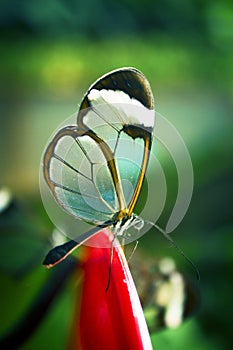 Greta oto butterfly taking pollen photo