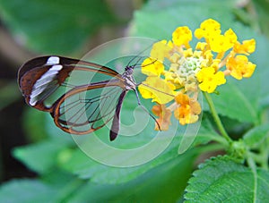 Greta Oto butterfly with transparent wings feeds photo