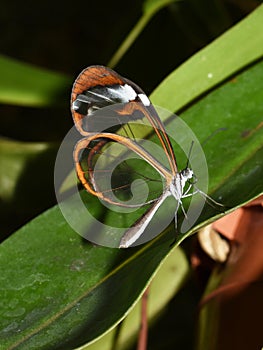 Greta oto Glasswing butterfly on leaf photo