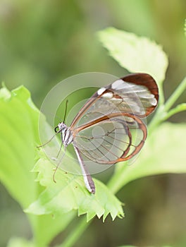 Greta oto transparent butterfly in vegetation photo