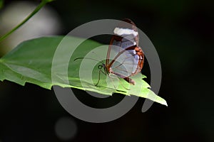 Greta oto, window butterfly on green leaf, close-up photo