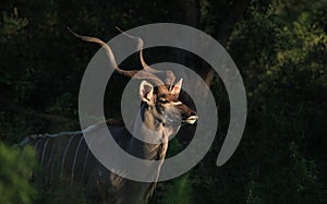 Greater Kudu in Kruger National Park photo