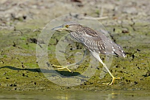 Greu heron watching