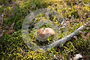 Greville's Bolete or Larch Bolete Suillus grevillei