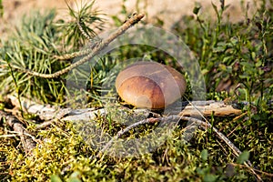 Greville's Bolete or Larch Bolete Suillus grevillei