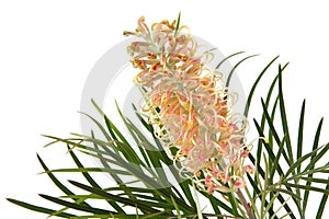 Grevillea
