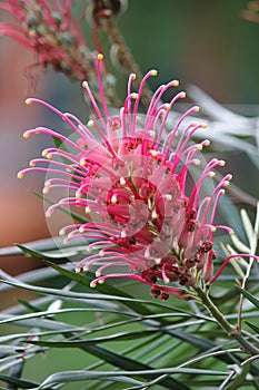 Grevillea banksii