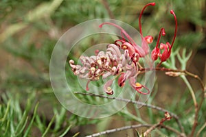 Grevillea banksii, kahili flower in the garden