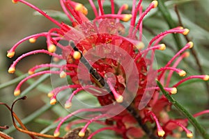 Grevillea banksii, kahili flower in the garden