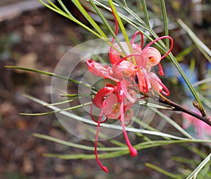 Grevillea Elegance Flower