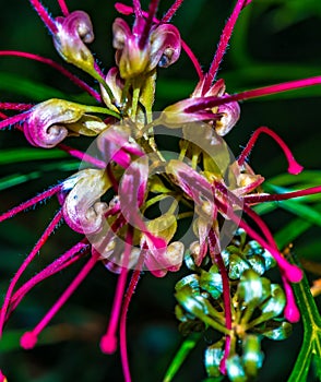 Grevillea Firesprite Decorative Flower