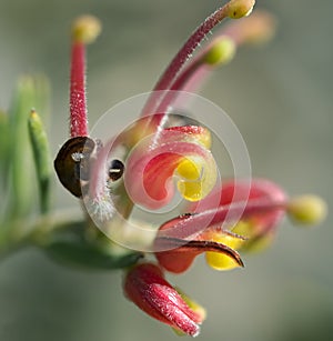 Grevillea Fireworks flower australian native