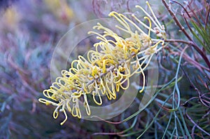 Grevillea Flower photo