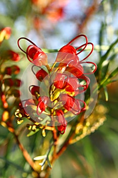 Grevillea flower