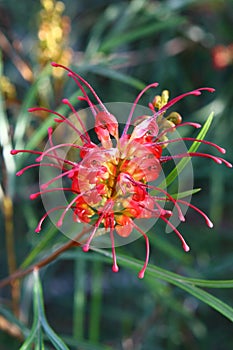 Grevillea flower