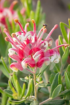 Grevillea Honeyeater Heaven Flower, Romsey, Victoria, Australia, December 2020