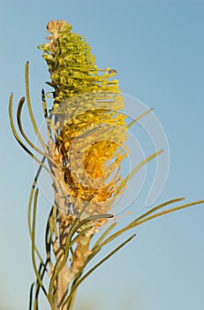 Grevillea and insect