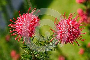 Grevillea juniperina flower photo