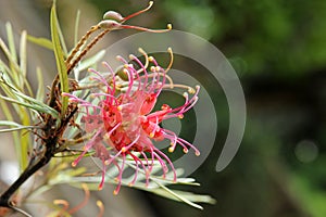 Grevillea olivacea