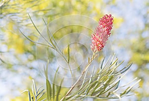 Grevillea with pink spider flower