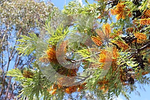 Grevillea Robusta Australian Silky Oak Tree photo