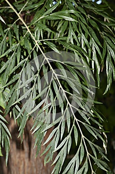 Grevillea robusta branch close up