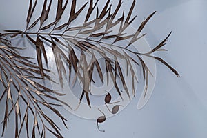 Grevillea robusta leaf and seeds