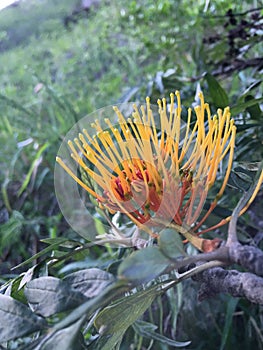 Grevillea Robusta, Silky Oak Tree Blossoming in Waimea Canyon near Kekaha on Kauai Island, Hawaii. photo