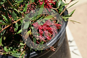 Grevillea 'Ruby clusters'