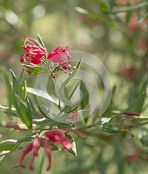 Grevillea splendour