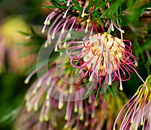 Grevillea Winpara Gem Australian native