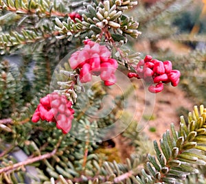 Grevillea, zygomorphic flower of Proteaceae photo