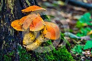 Grevilles mushrooms in macro closeup, Edible fungus specie from the forests of europe