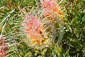 Grevillia Flowers